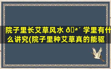 院子里长艾草风水 🪴 学里有什么讲究(院子里种艾草真的能驱 🐱 蚊吗)